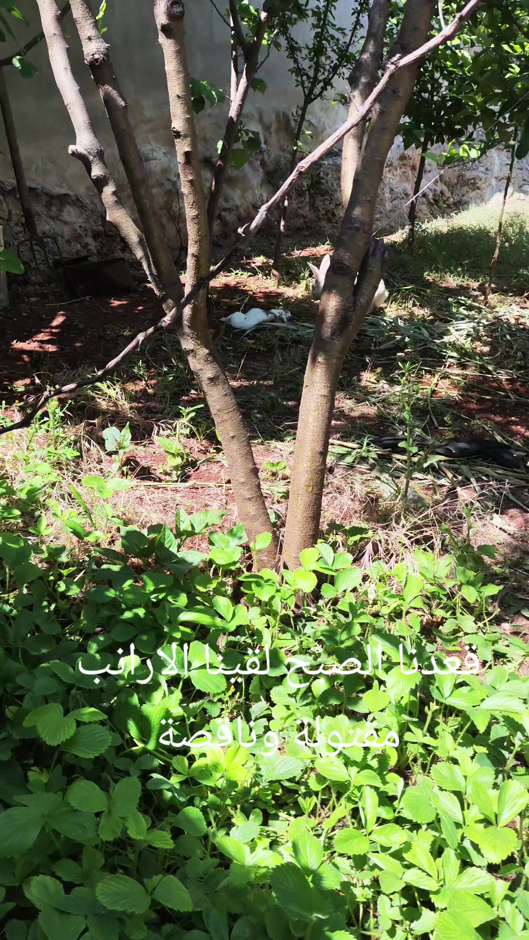 @❤️ أبو حمزه القلعة ❤️