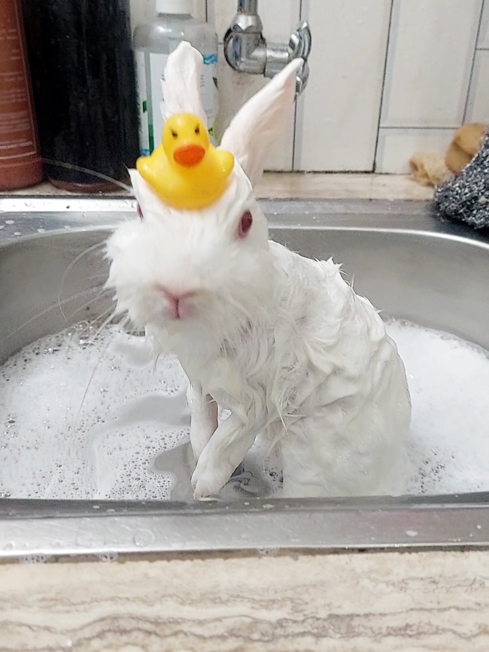 @Cileunyi Rabbit