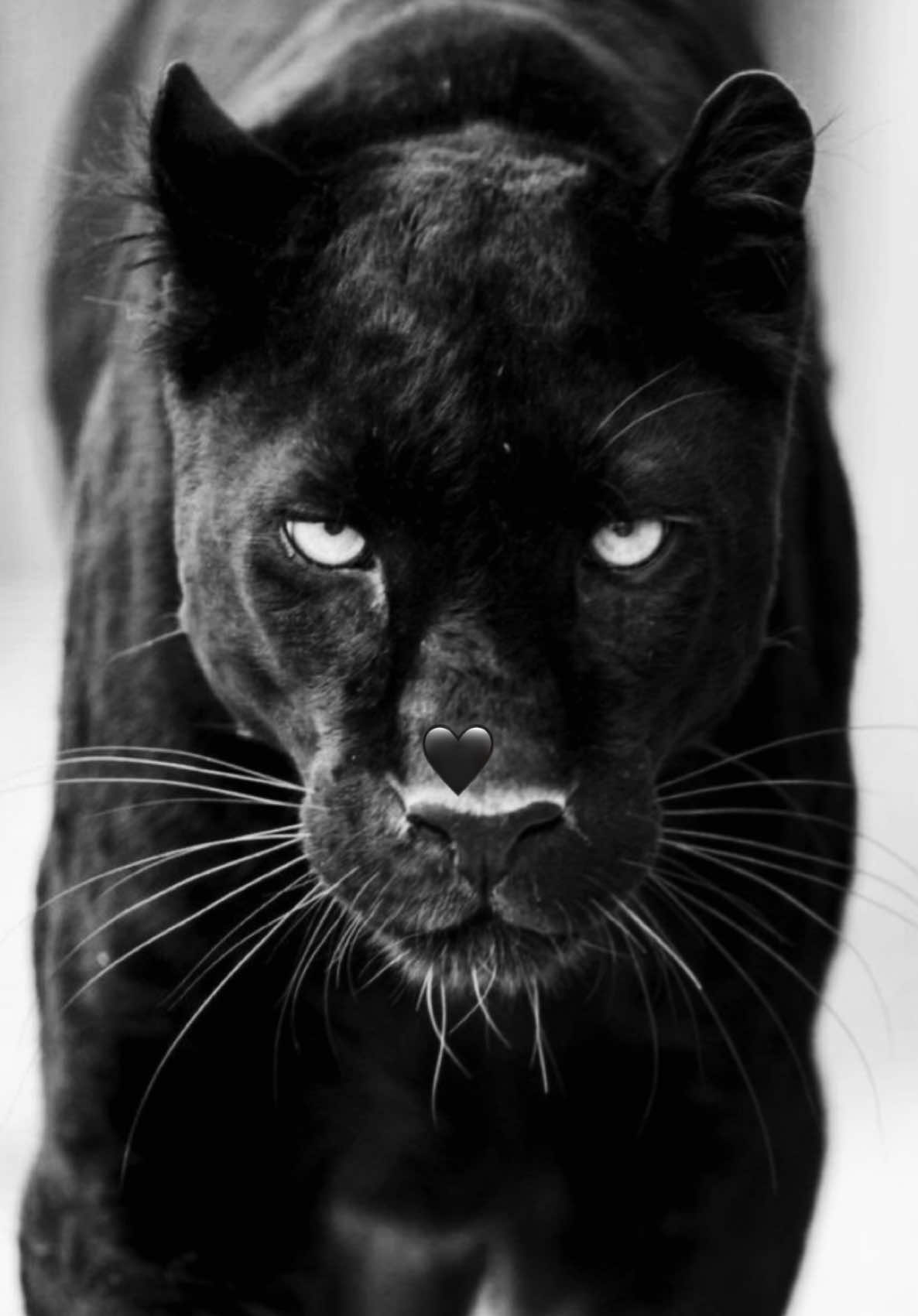 @🐺 Eliifmiiyy 🐺