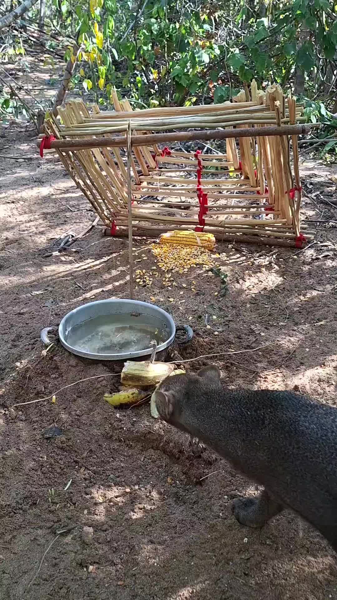 @dudu e a mata 🐆