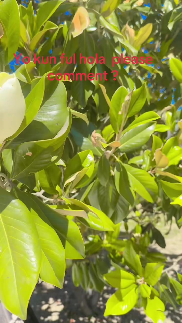@laxmiruchal85