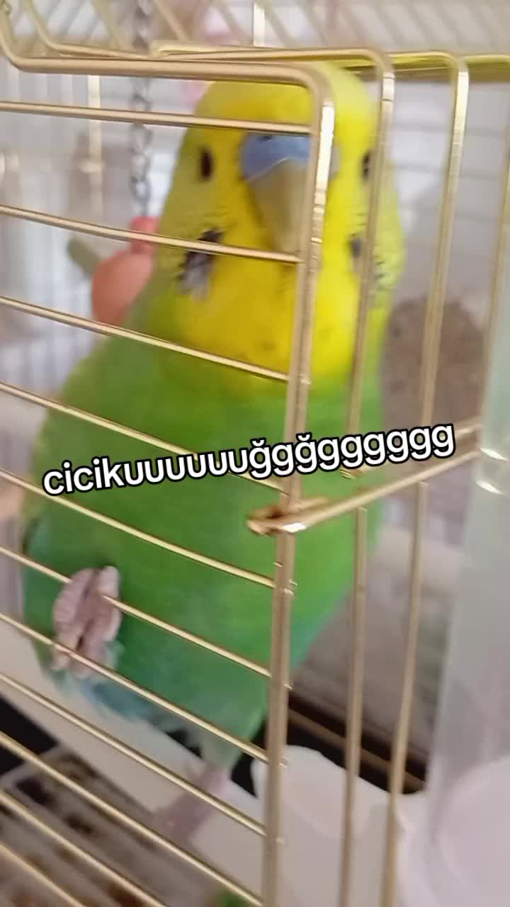 @cicikuş rıfkı🕊️