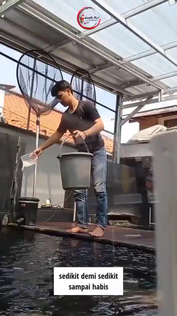 @guente koi