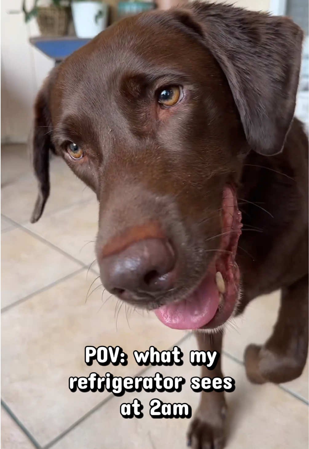 @AmandaT | Your Dog is COOL!