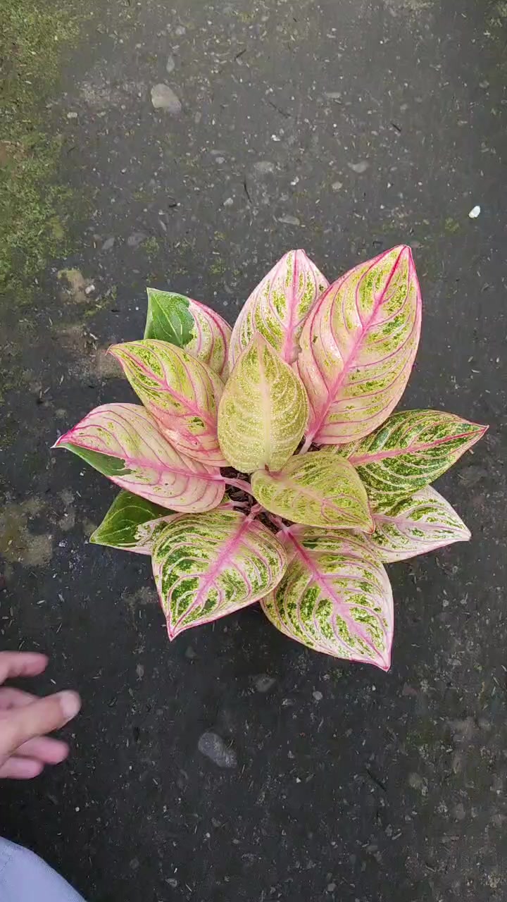 @Ronaldo_Aglaonema