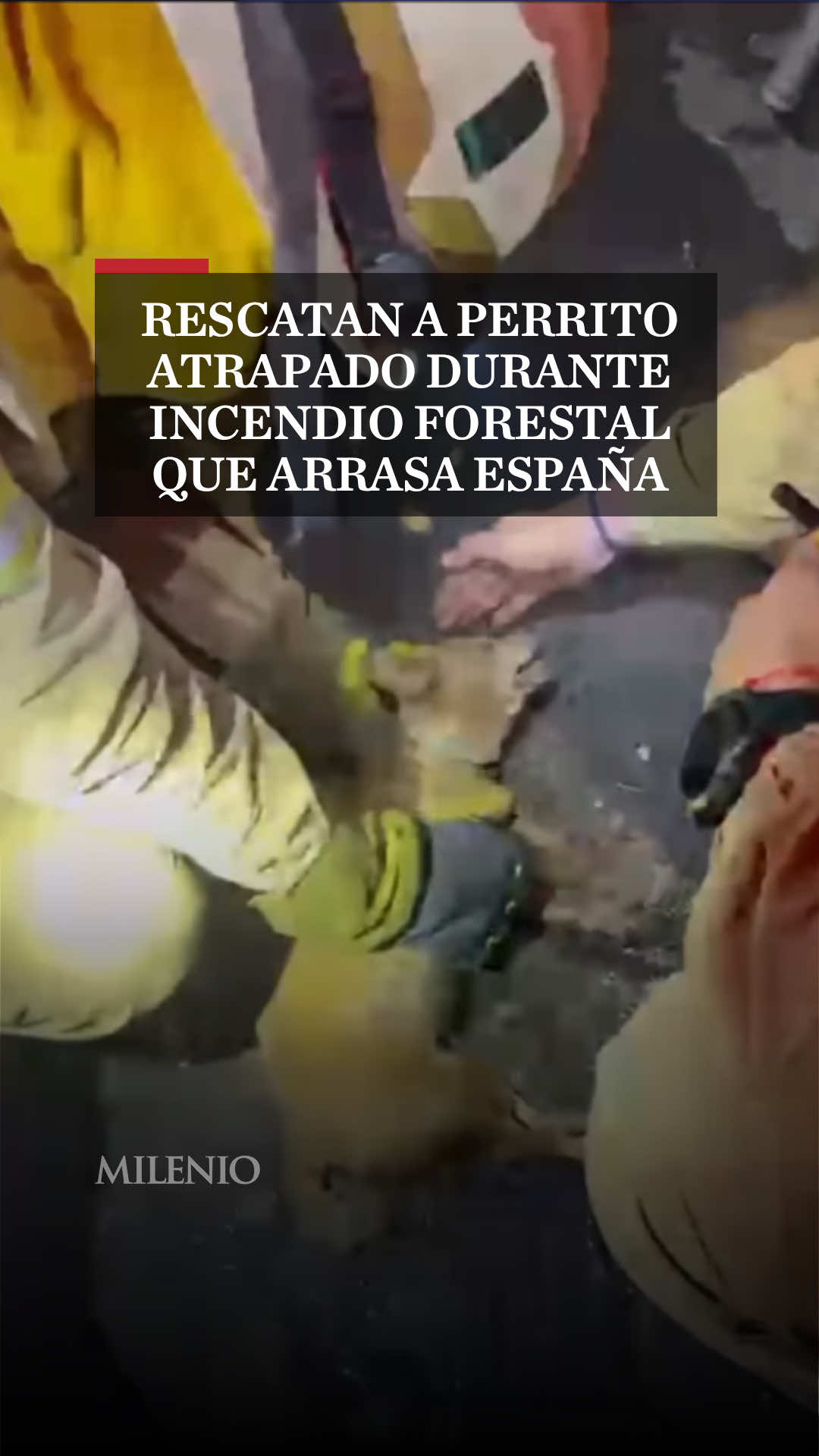 @MILENIO