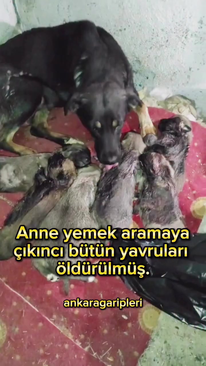 @Asiye
