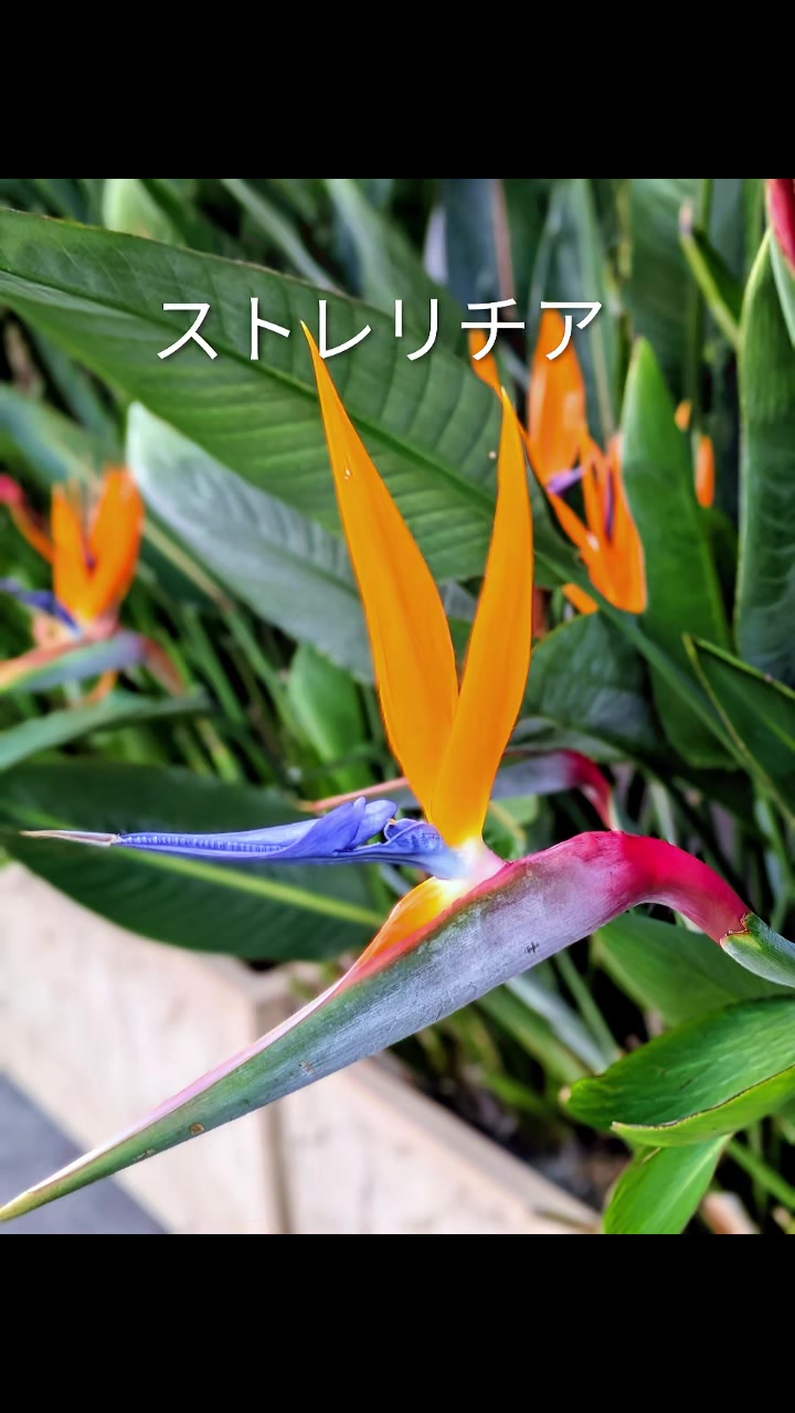 @銀の龍