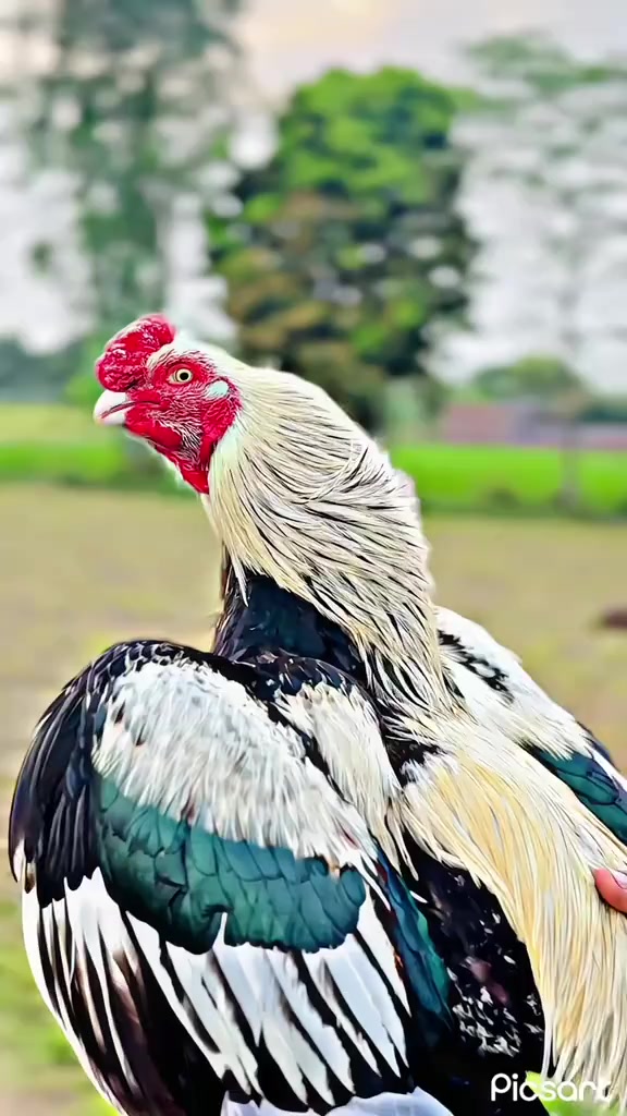 @🍂عادل کھنڈی وال🥷