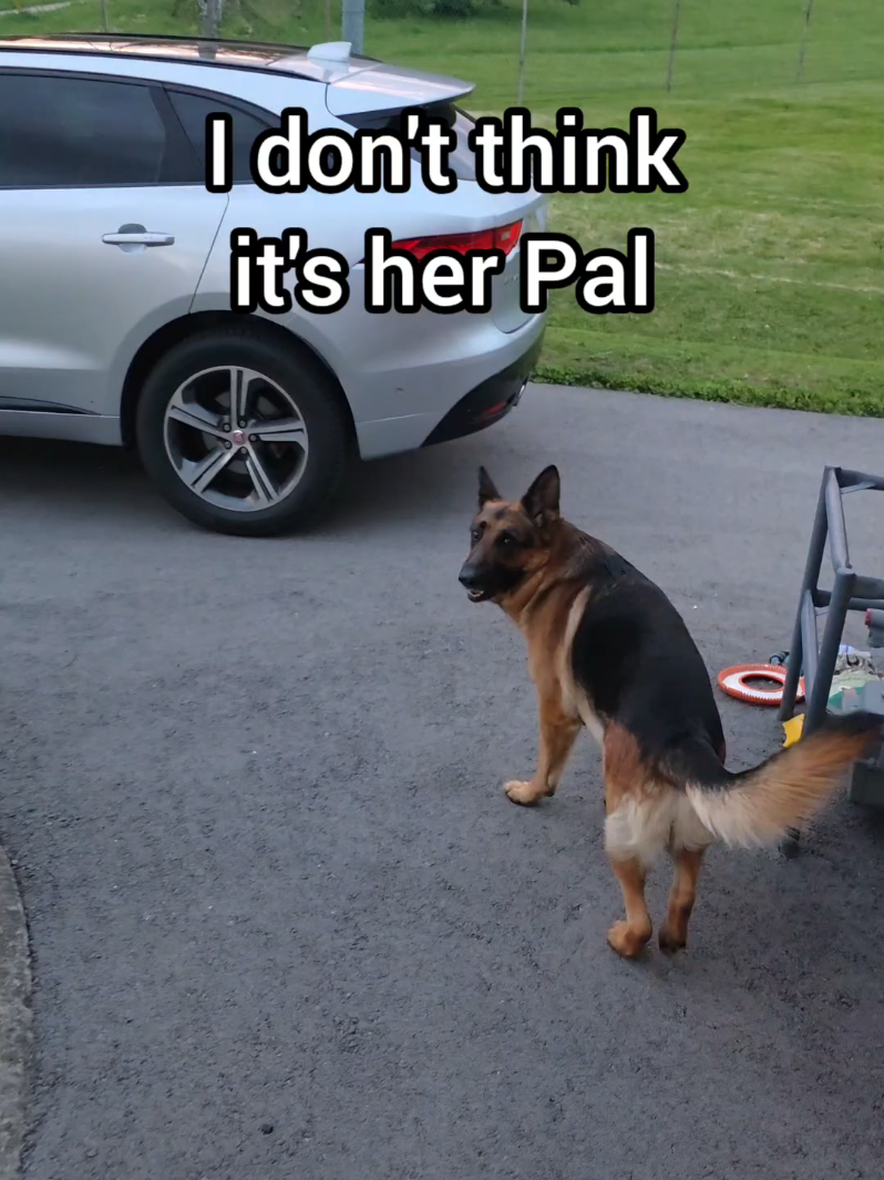 @BuddyandMikes Pal