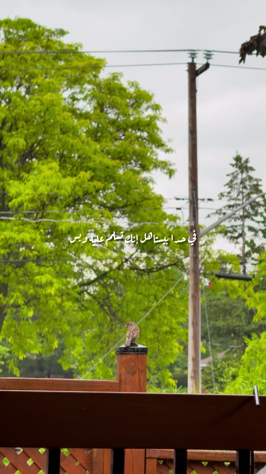 @Rayan El Ayoubi