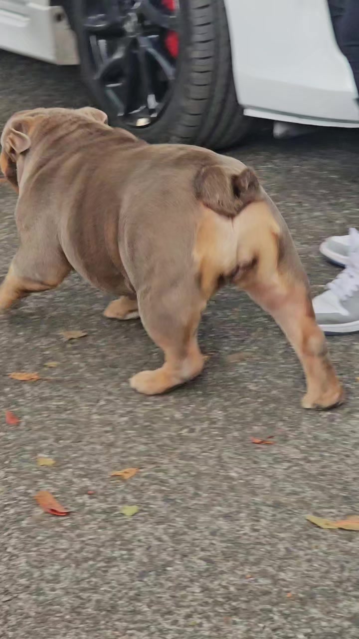 @Bulliciious Bulliez NZ