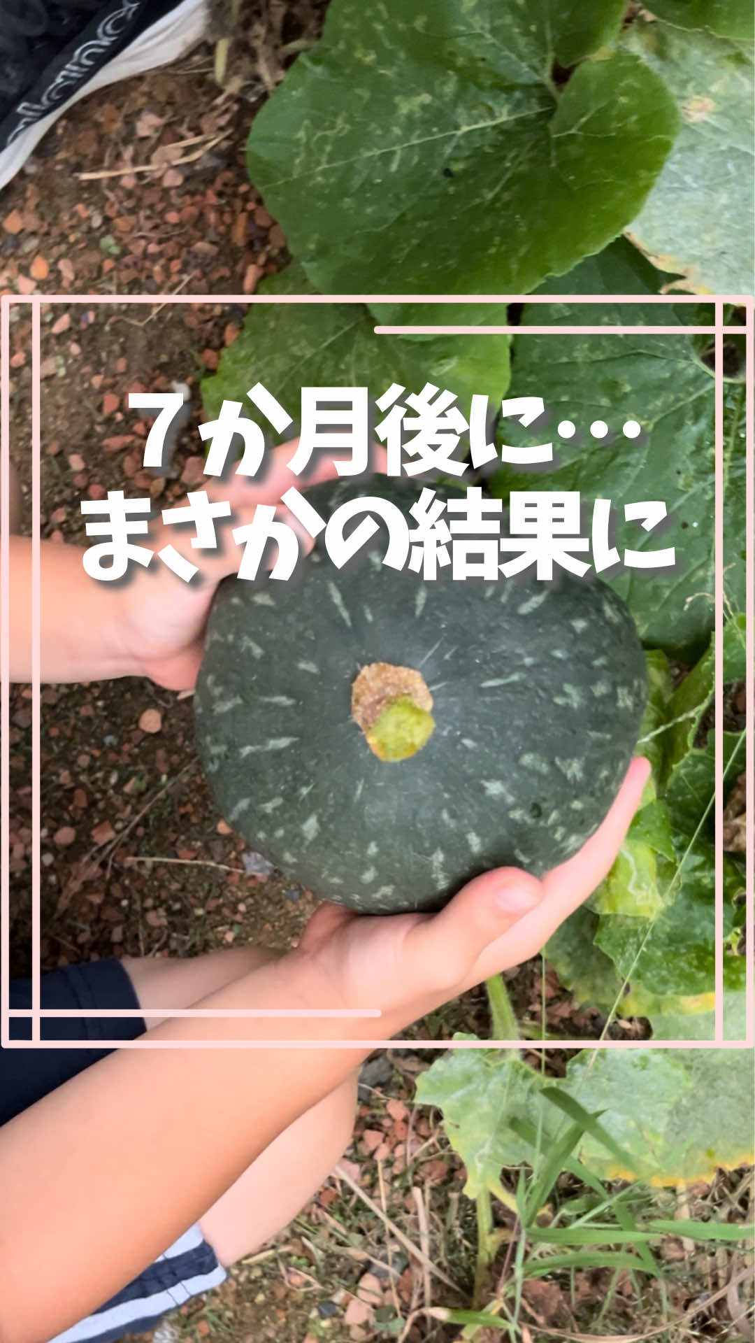 @はる|年間100種類の野菜を育てる3児のママ🍅