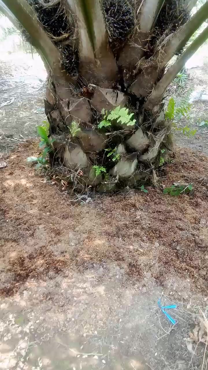 @SURYA TANI