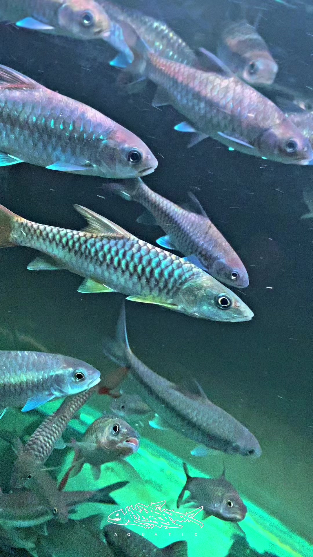 @Wild Predator Aquatic