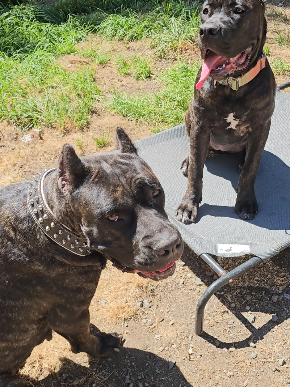 @SalmonCreekCaneCorso