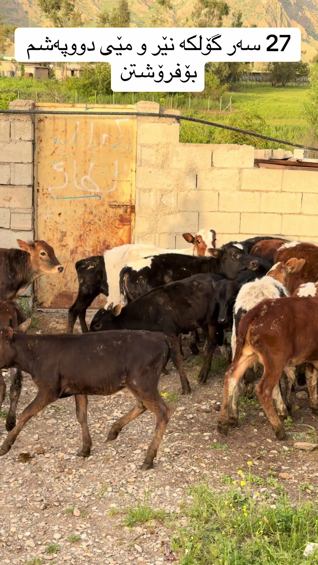 @مەیدانی ئاژەڵانی محمد 🐄🐂