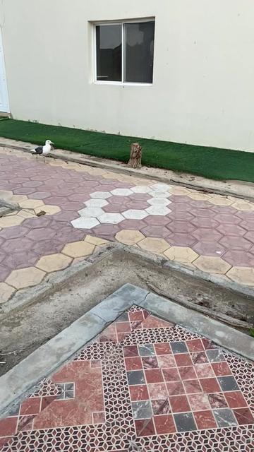 @مرشد باغ AJKB