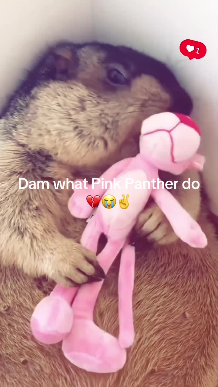 @dailymarmot00