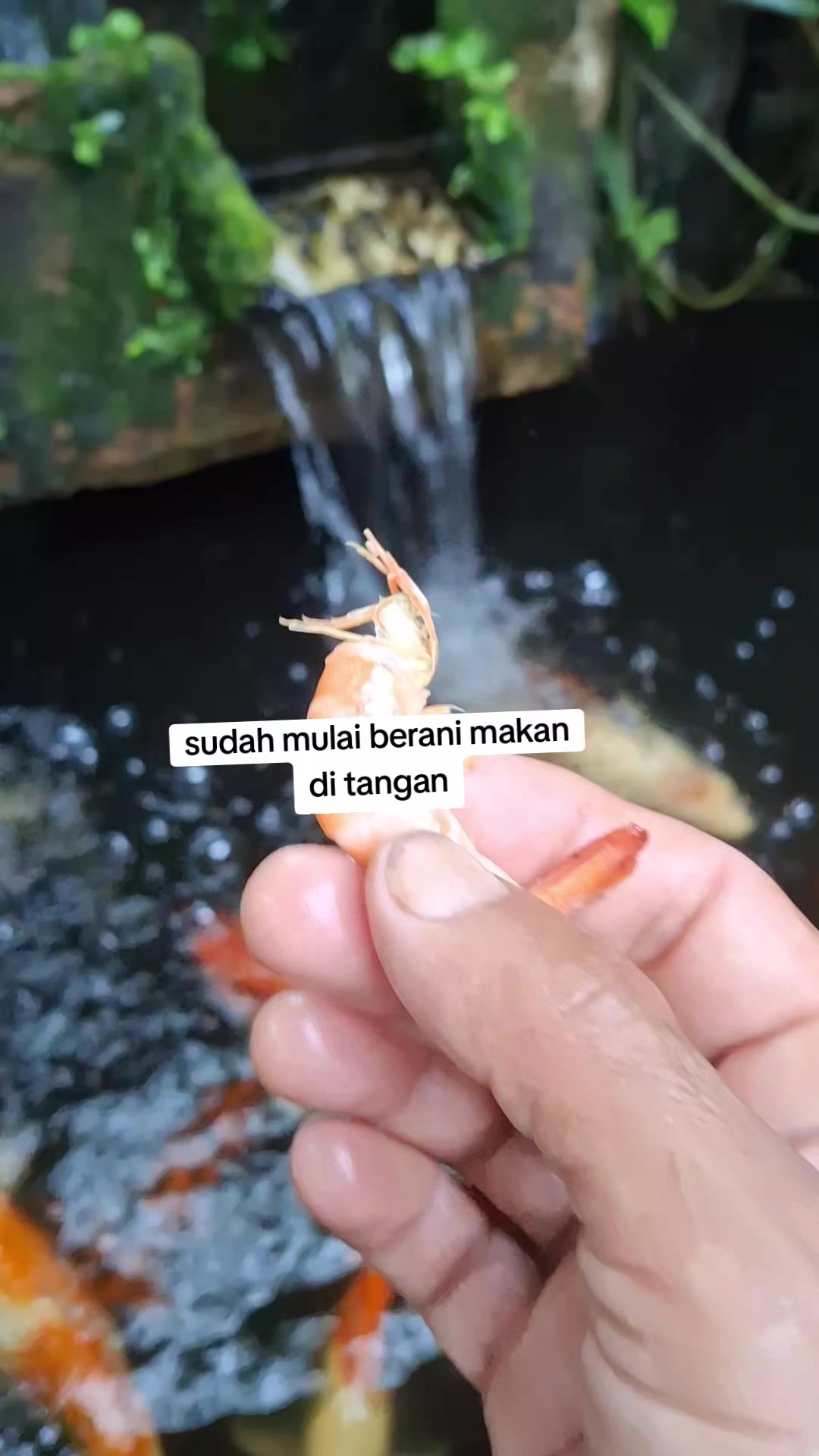 @Pakar boncos