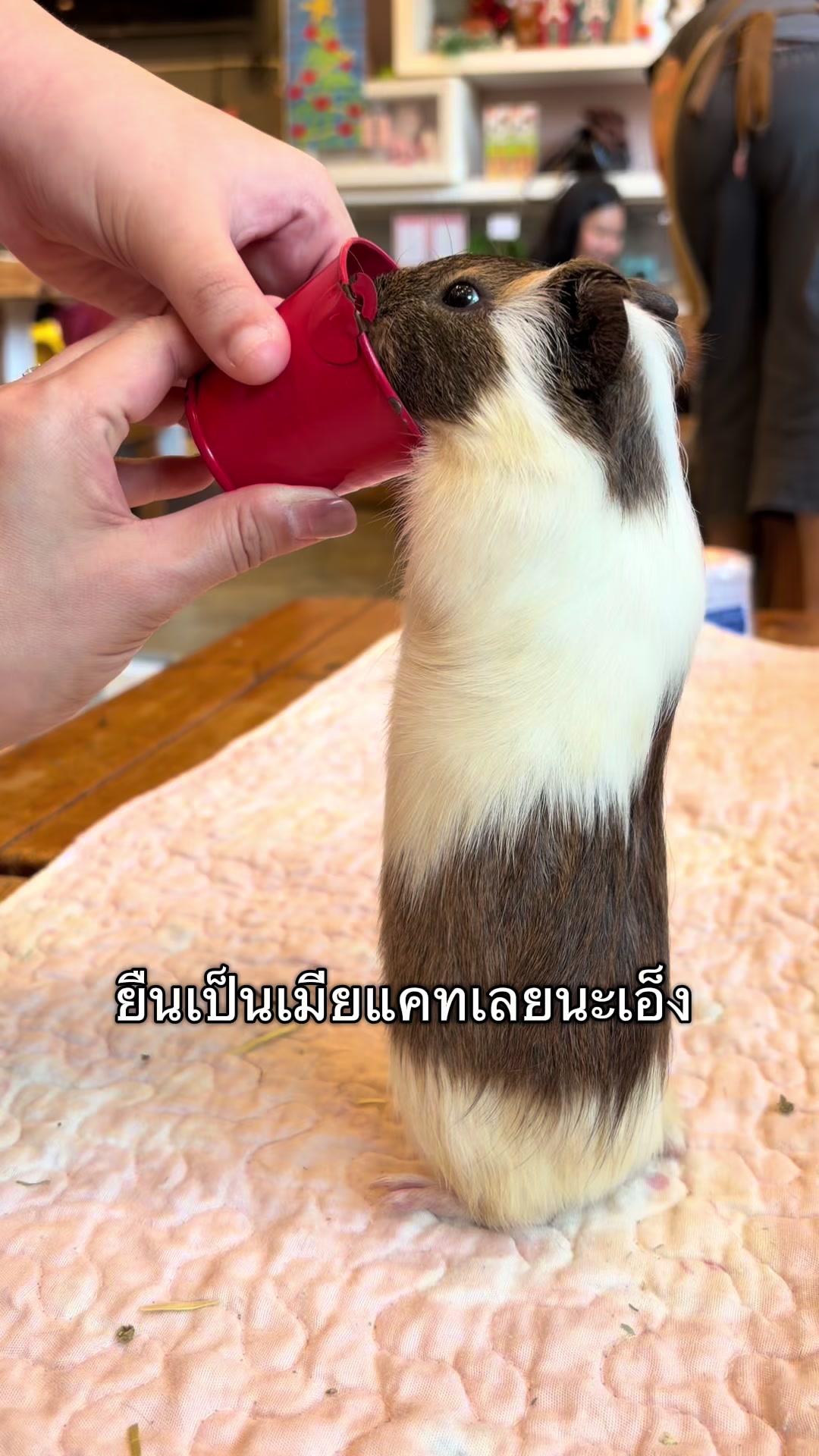 @ชิชาและคาเฟ่สัตว์ของเค้า