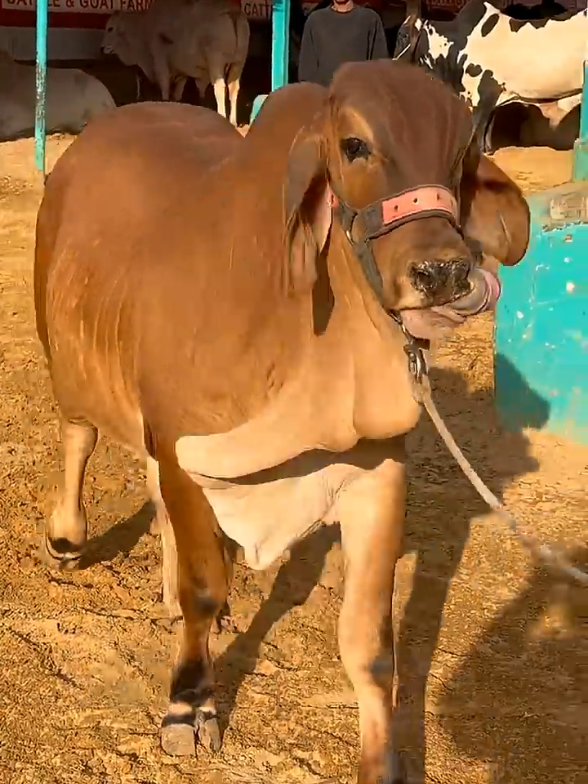 @Karachi Bull lovers