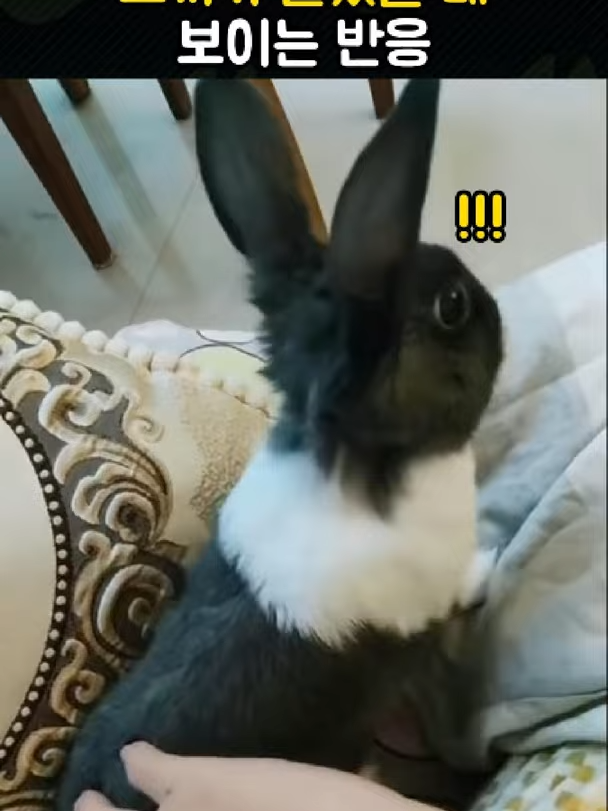 @개블리