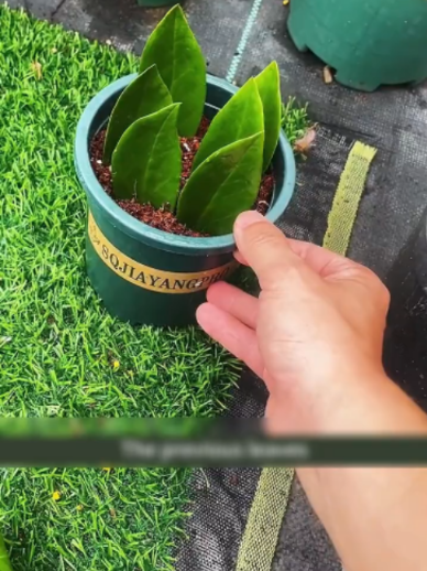 @Grow Garden | Plantas