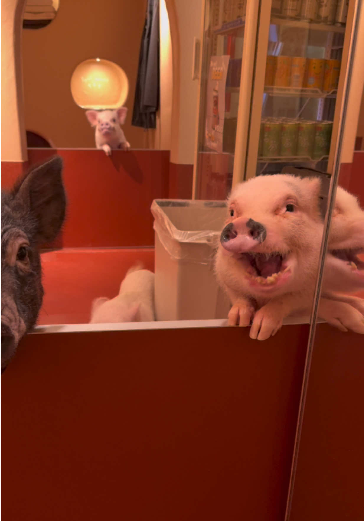 @pignic