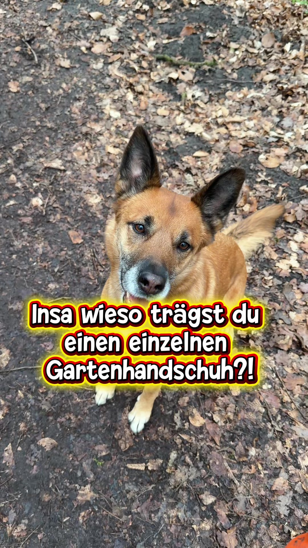 @INSAbenteuerHund