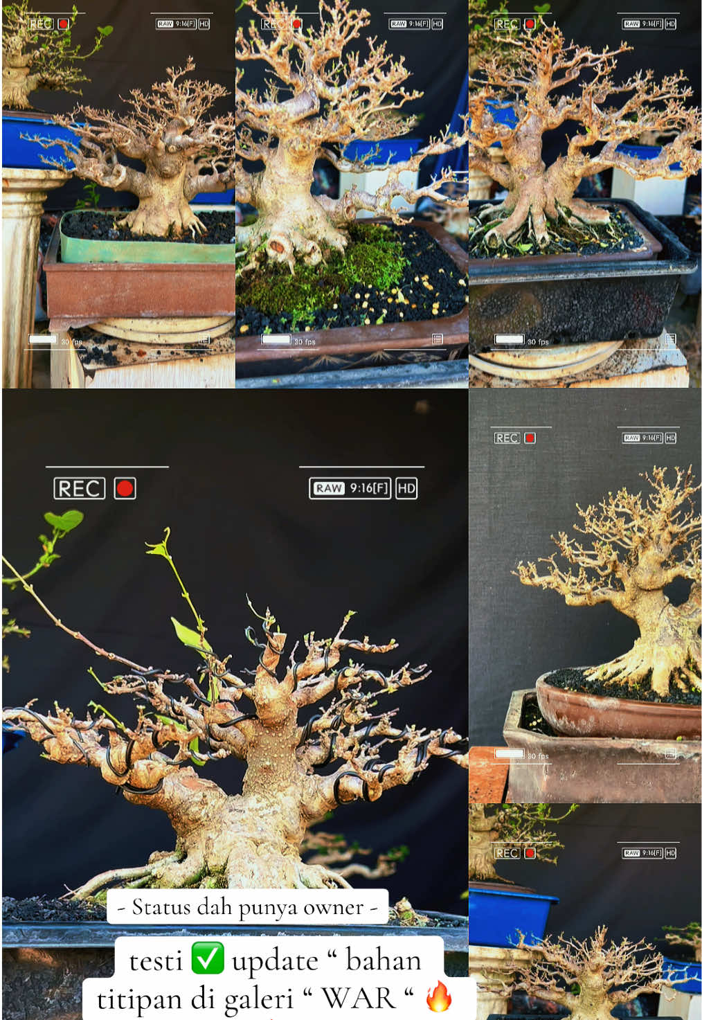 @warbonsai_purwodadi