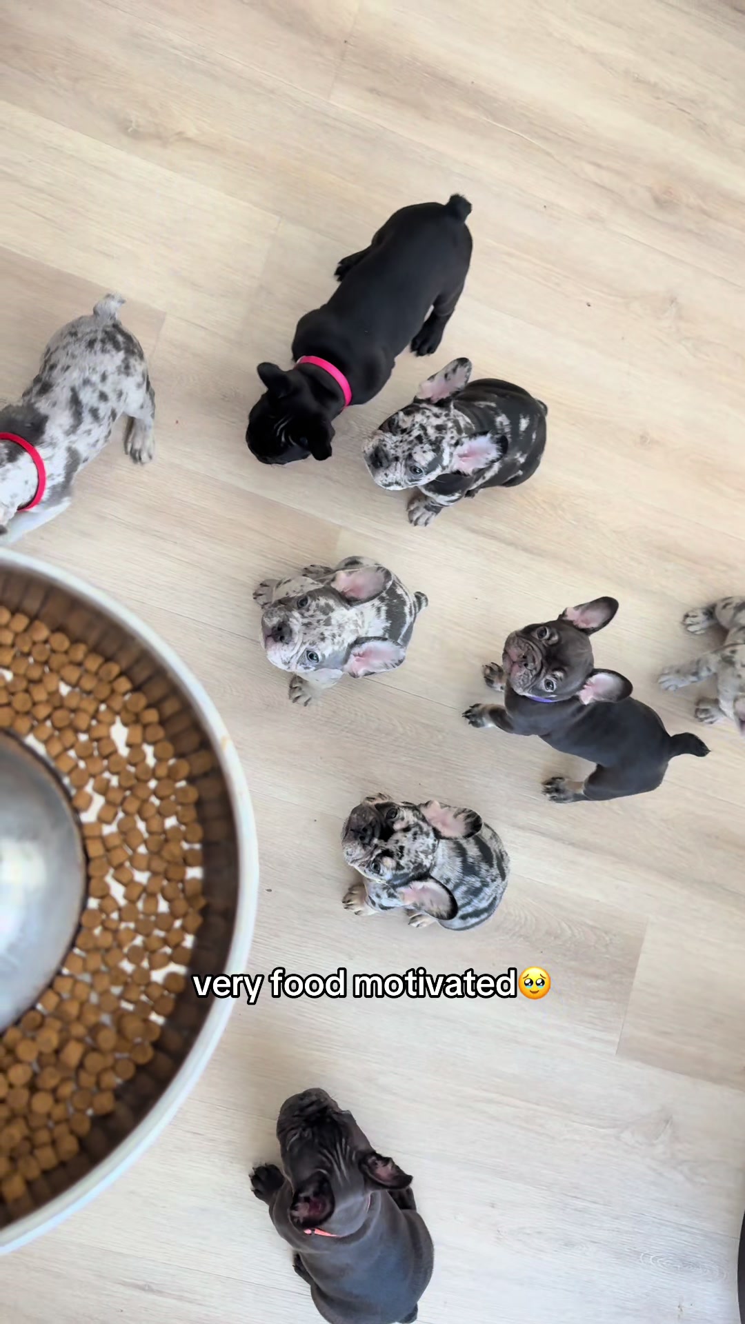 @frenchiesofvegas