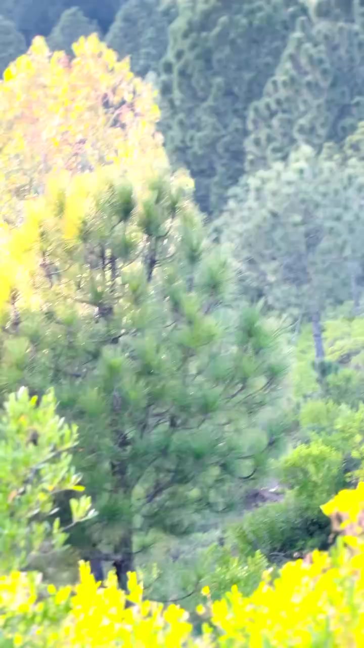 @𝙎𝙮𝘾𝙤𝙊 𝙈𝙚𝙃𝙧𝙊𝙤💀