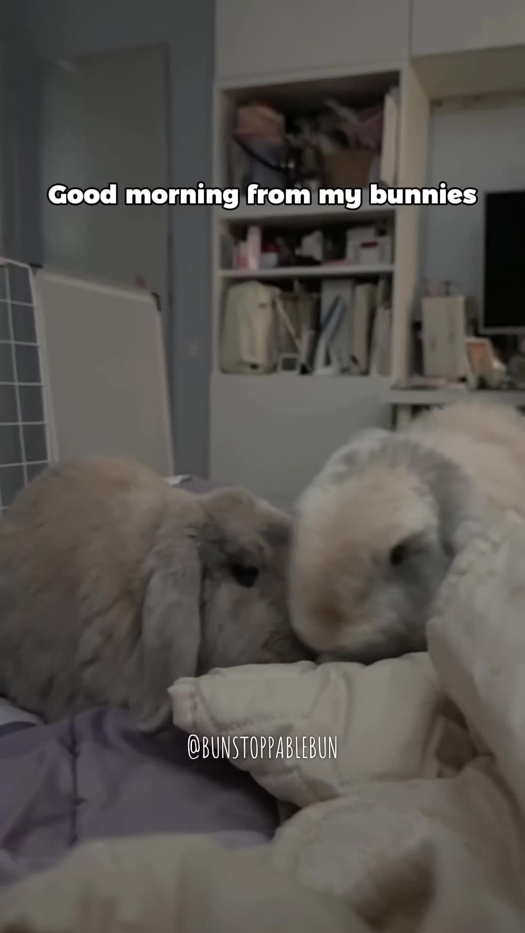 @BunBun, Mochi🌈, Chewy