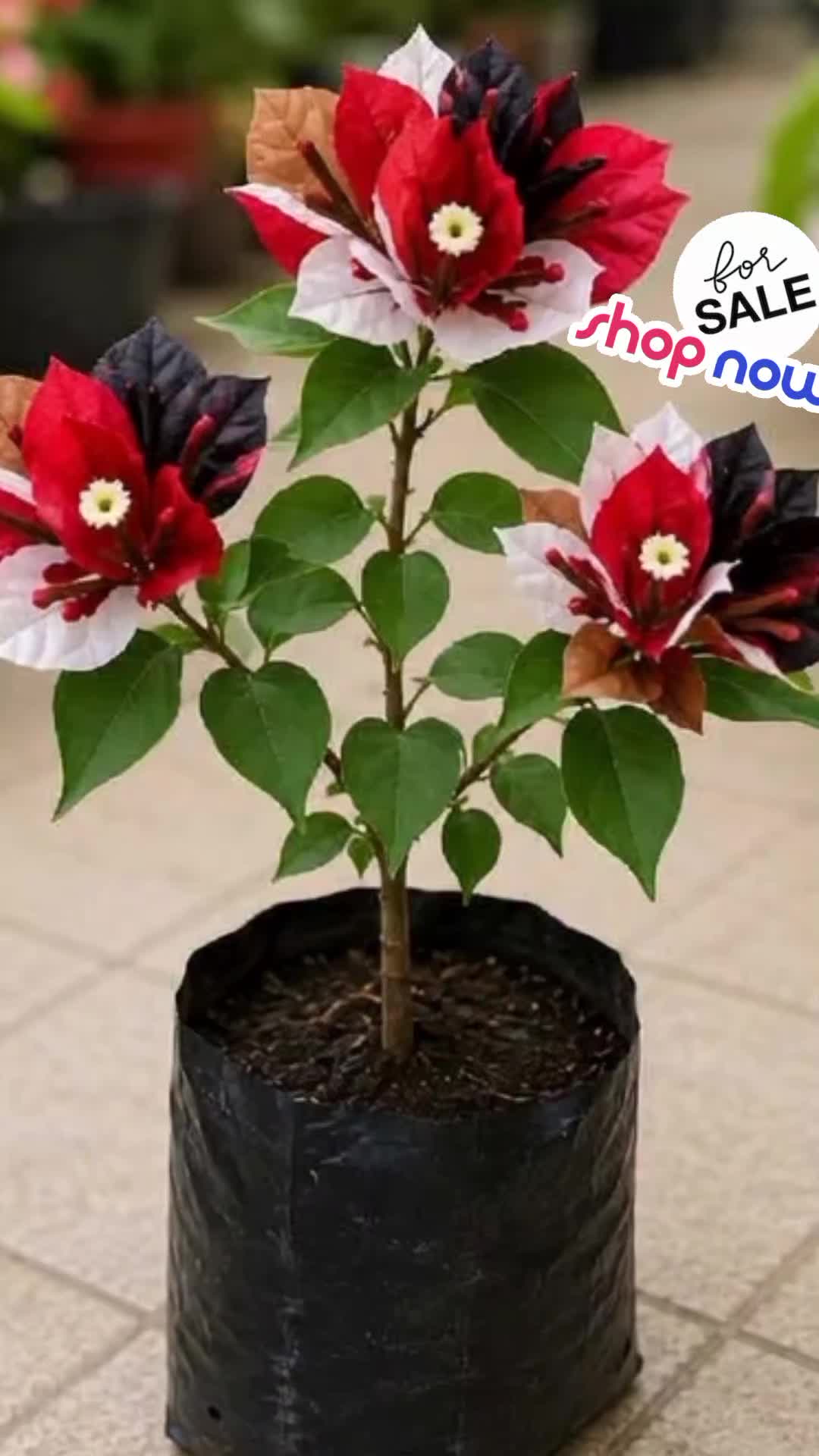 @NUNUNG INSANI