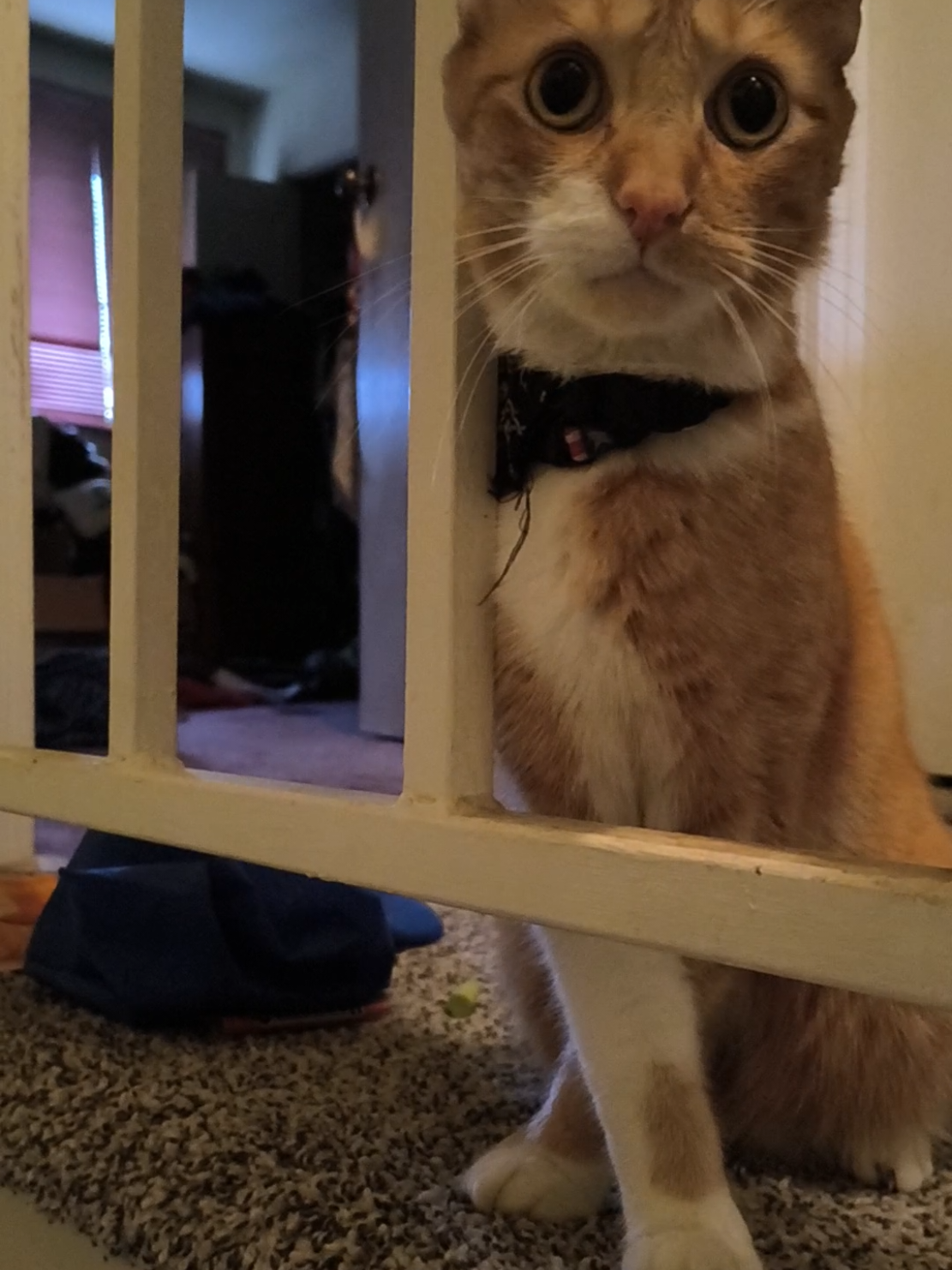 @Oskarcats
