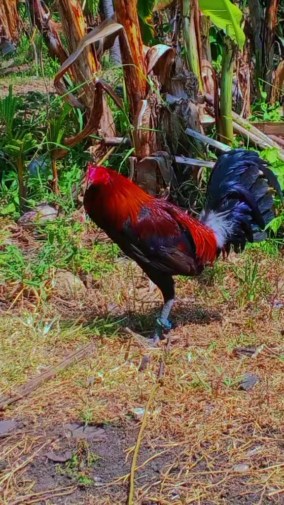 @BONALNOKK🐓