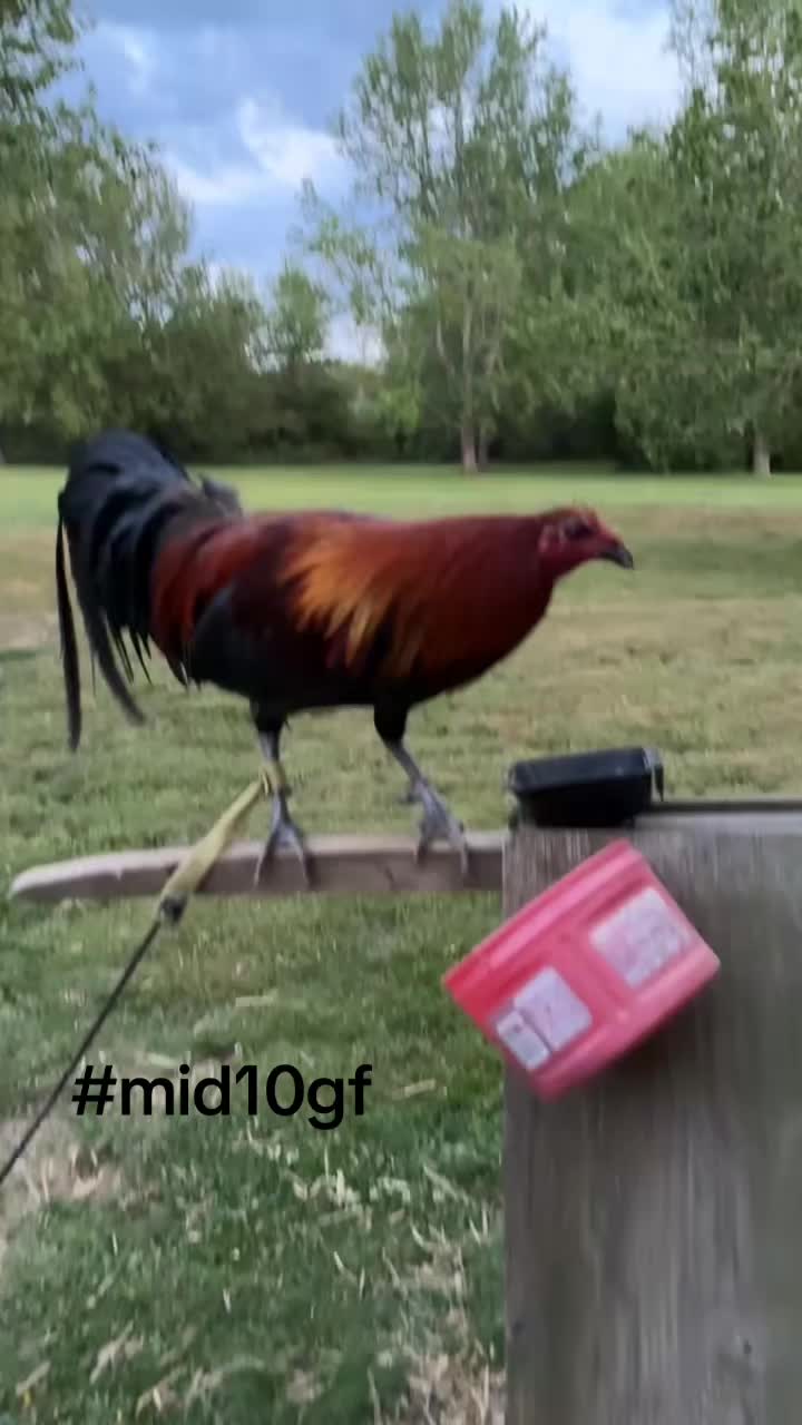 @mid10treedogs