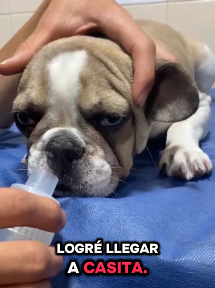 @Clínica la Vet Oriente