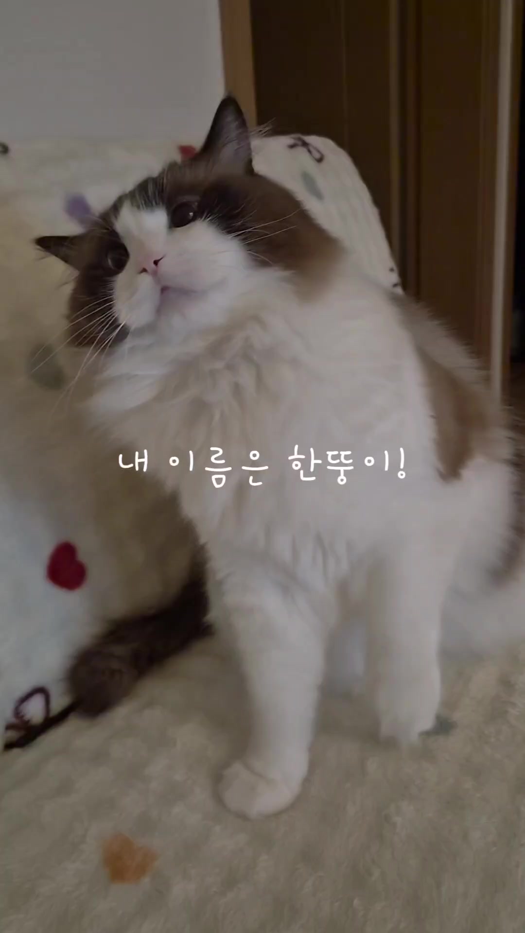 @ddoong2(๋ฑ์ด)