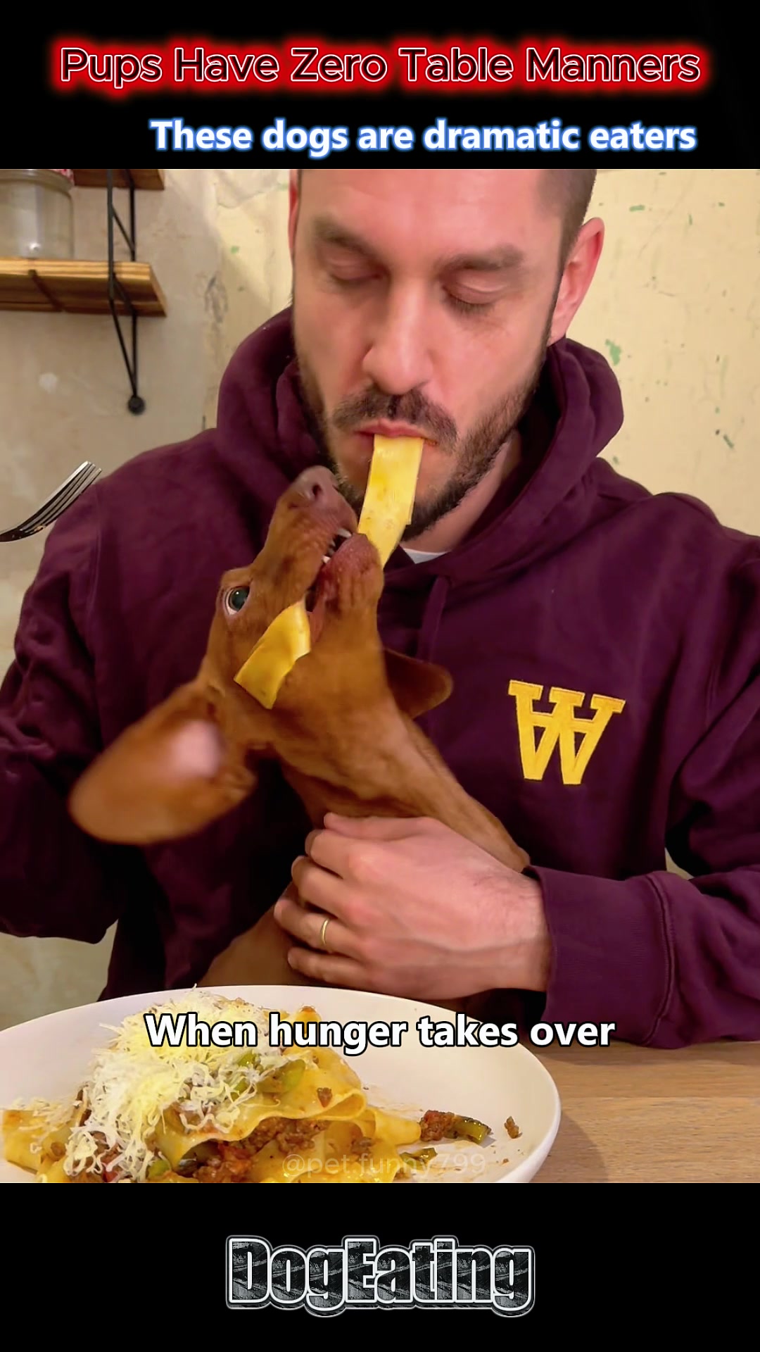 @pet.funny799