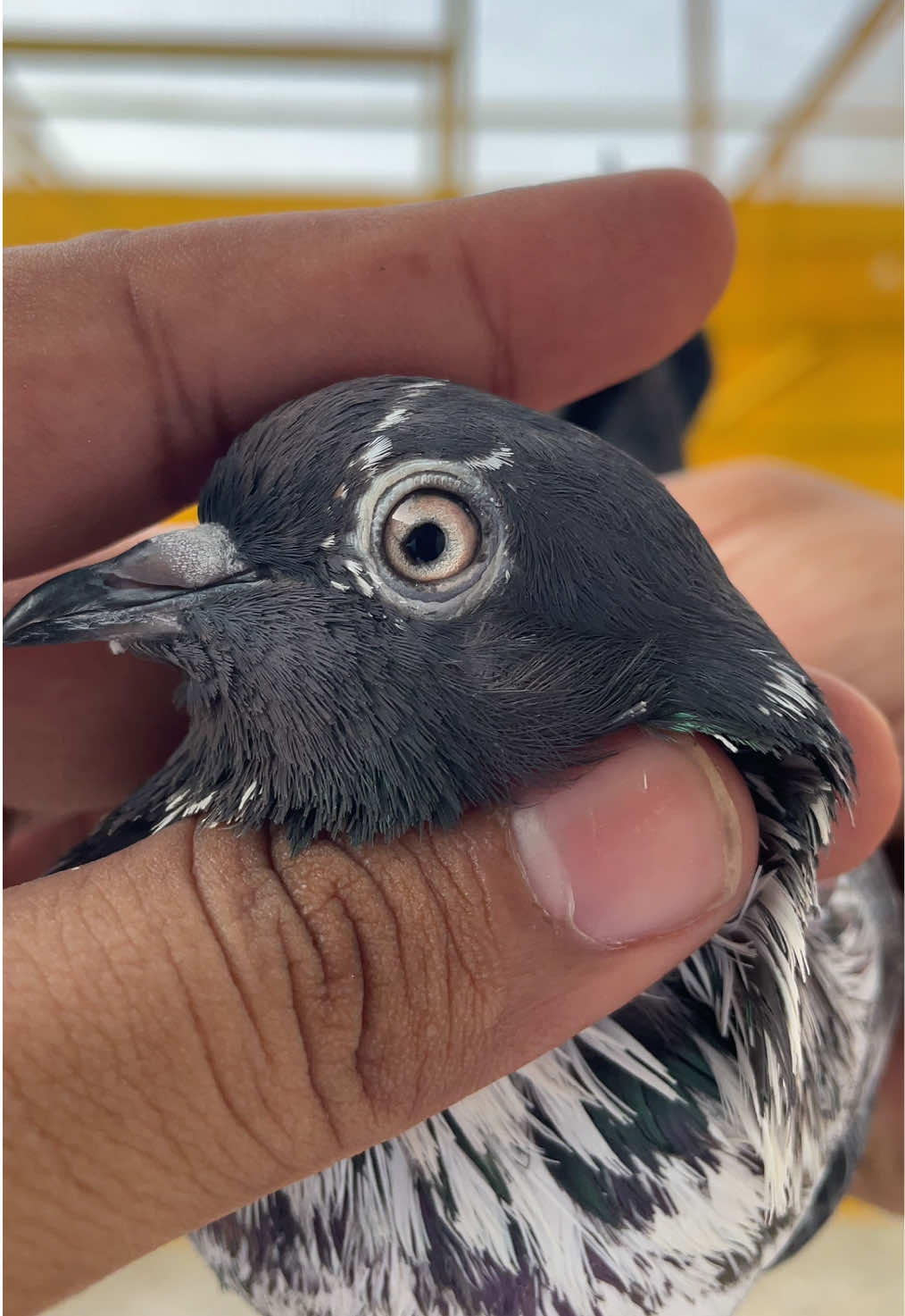 @sahibzada_zeshan_pigeons
