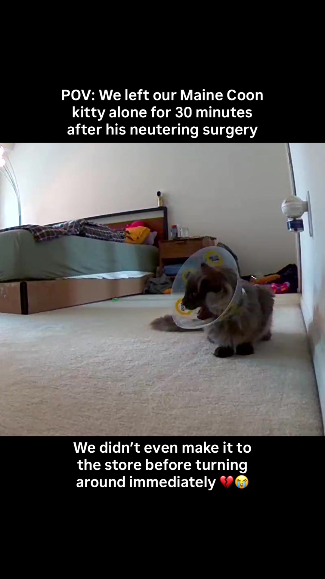 @Mugen the Maine Coon ๐จ๐ฆ
