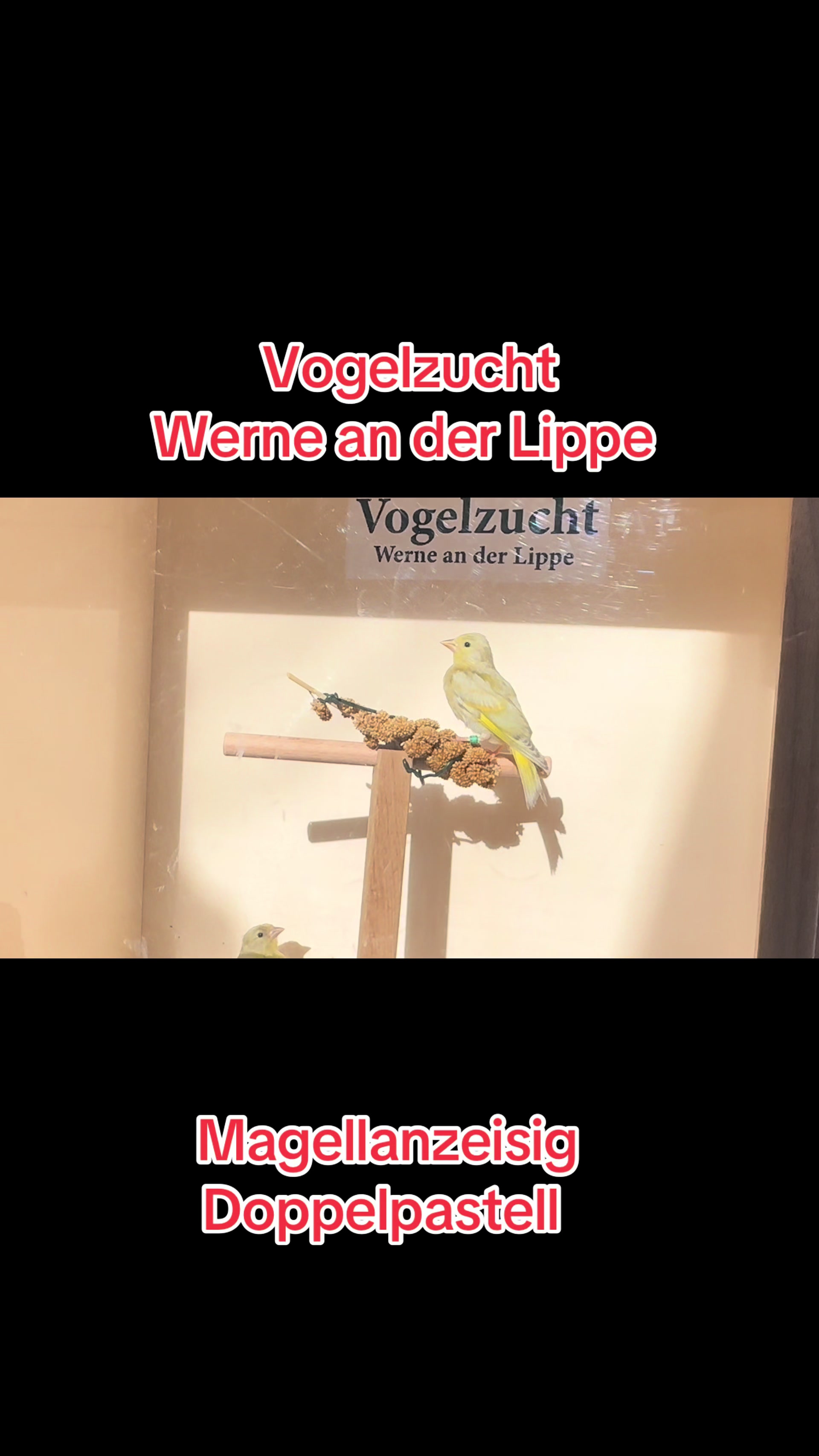 @Vogelzucht Werne an der Lippe