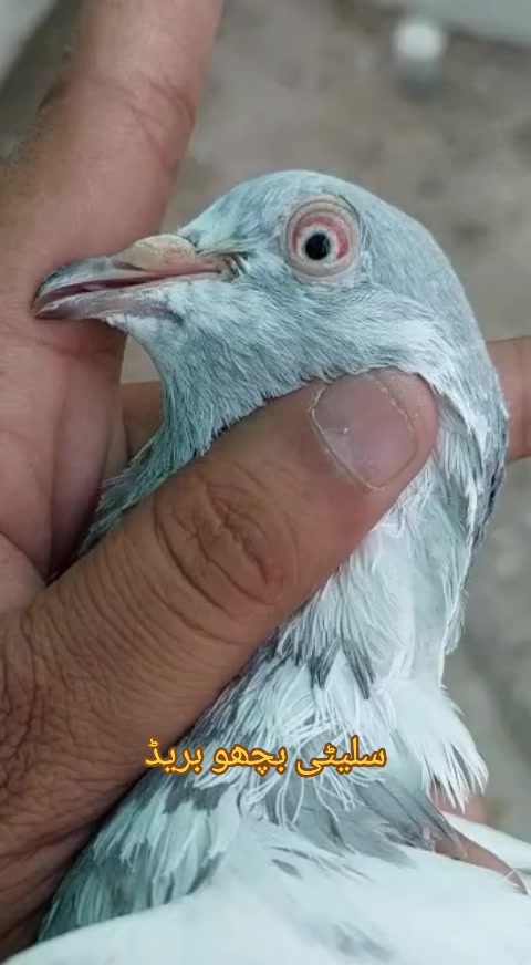 @Malik Mohkam Khokhar