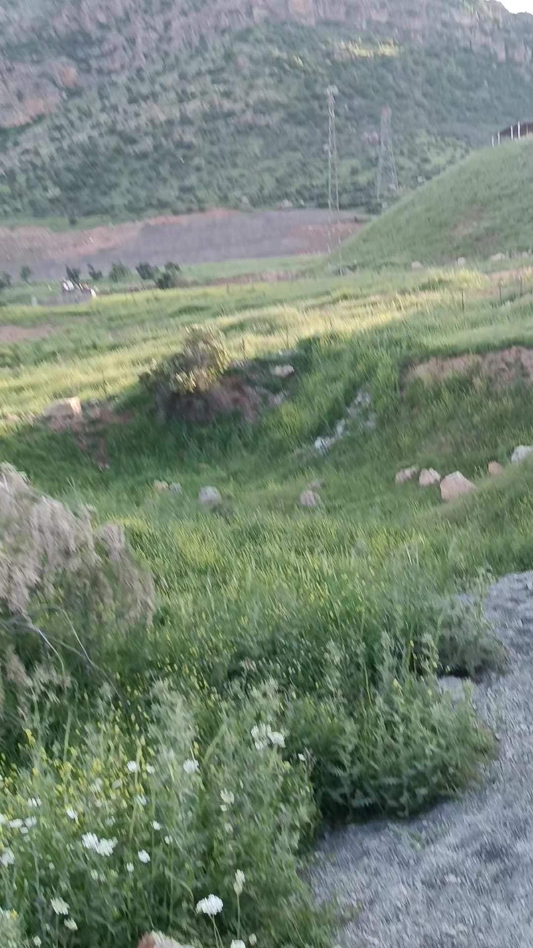 @47pamuklu şekerci
