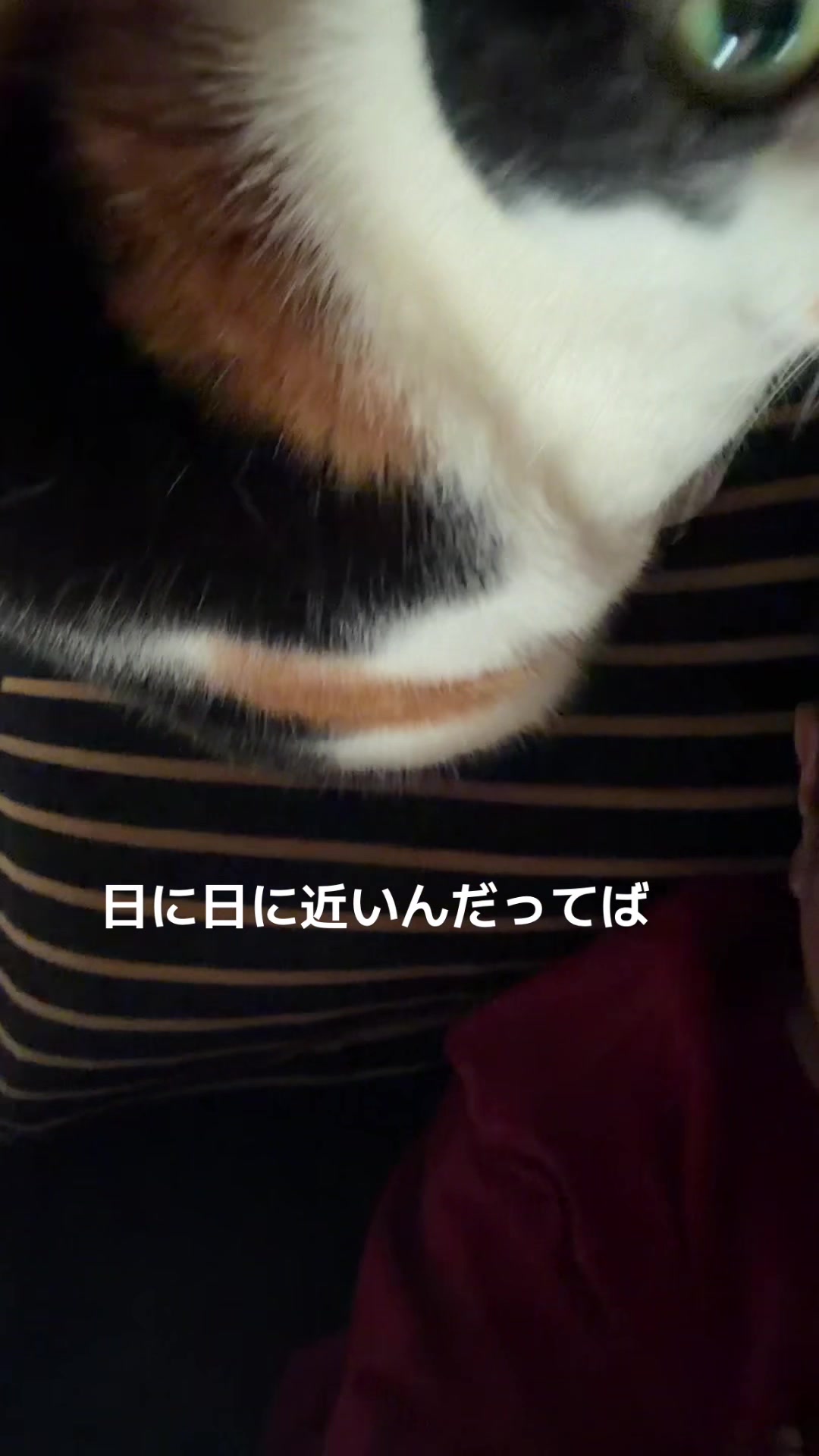 @rokusuke