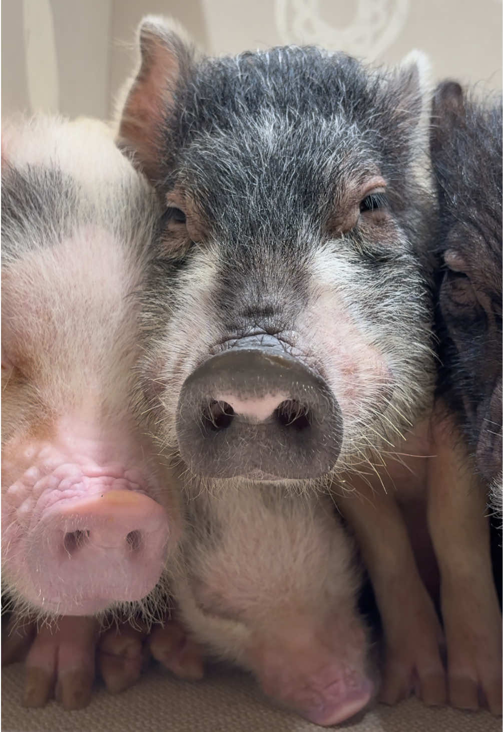 @pignic