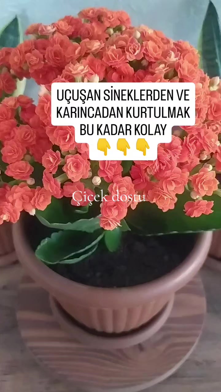 @💧&Ccedil;i&ccedil;ek dostu 🇹🇷💧