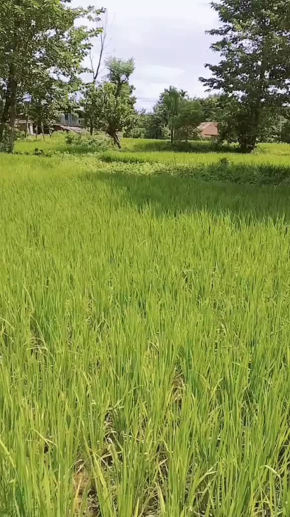 @Jhuma Khatiwada